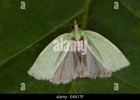 Chêne vert chêne vert, curl, tordeuse à bandes obliques en chêne, chêne vert, chêne tortrix rouleau, Grüner Eichenwickler, Tortrix viridana Banque D'Images