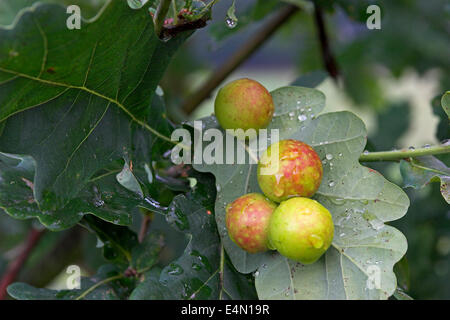 Le chêne commun gallwasp feuille de chêne, noyer, cerisier cynips galle gall, Eichengallen Eichengalle Eichengallwespe,,, Cynips quercusfolii Banque D'Images
