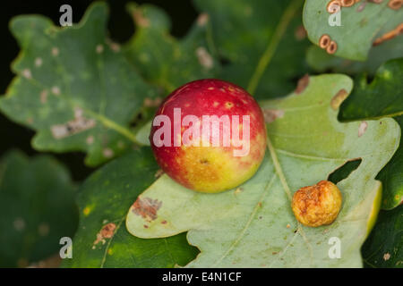 Le chêne commun gallwasp feuille de chêne, noyer, cerisier cynips galle gall, Eichengallen Eichengalle Eichengallwespe,,, Cynips quercusfolii Banque D'Images