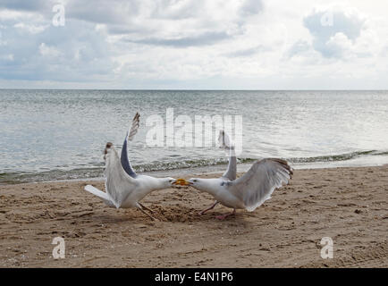 Pattes jaune goélands argentés (Larus michahellis) Banque D'Images