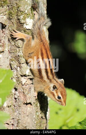 Tamia sur un arbre Banque D'Images