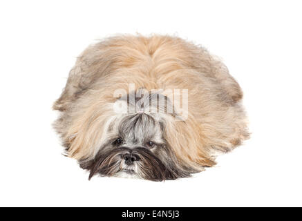 Chiot Lhassa Apso lying on white Banque D'Images