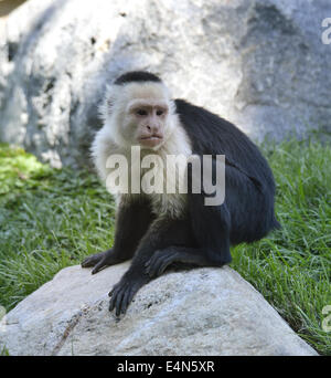 White-Throated Singe Capucin Banque D'Images