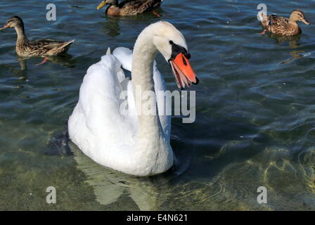 Cygne en colère Banque D'Images