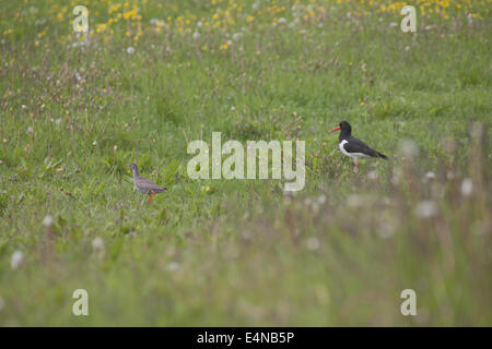 Eurasian Oystercatcher, Haematopus ostralegus Banque D'Images