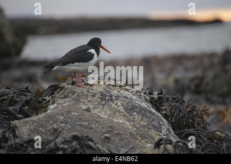 Eurasian Oystercatcher, Haematopus ostralegus Banque D'Images