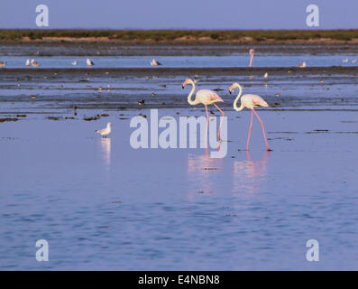 La marche des flamants roses dans l'eau Banque D'Images