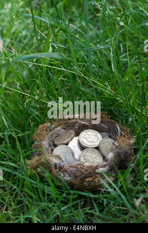 Anglais Pièces dans une oiseaux nichent sur l'herbe Banque D'Images