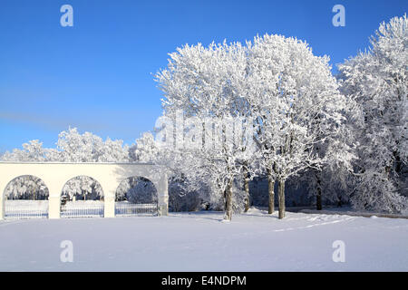 Arbre dans la neige près de mur blanc Banque D'Images