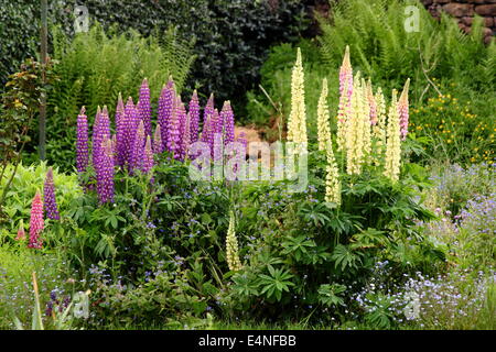 Lupins fleurissant dans une bordure de fleur de jardin d'été en été. Lupin. ROYAUME-UNI. Bordure de jardin colorée Banque D'Images