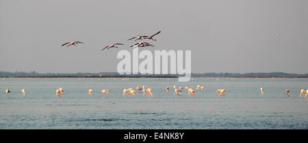 Flamants Roses en Camargue, France Banque D'Images