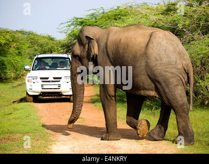 L'éléphant sauvage est traverse la voie au safari dans le Parc National Banque D'Images