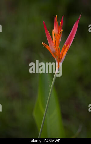 Heliconia flower dans l'intérieur de la province de Coclé, République du Panama. Banque D'Images