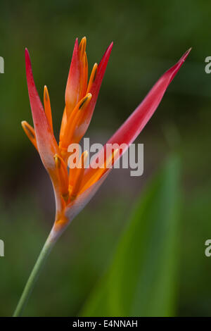 Heliconia flower dans l'intérieur de la province de Coclé, République du Panama. Banque D'Images