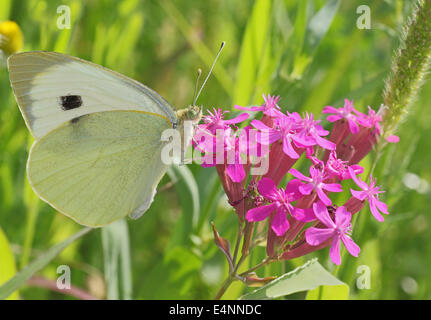 Chou blanc papillon sur fleur sauvage Banque D'Images