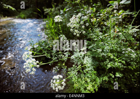 Oenanthe crocata, la pruche, l'eau un très toxiques Filipendule vulgaire plante qui pousse le long d'une rivière dans le pays de Galles, Royaume-Uni. Banque D'Images