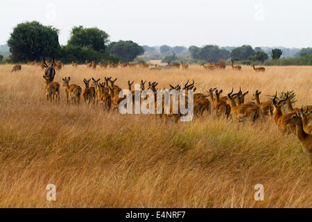 Un troupeau d'antilopes au coucher du soleil dans le parc national de Murchison (Ouganda). Banque D'Images