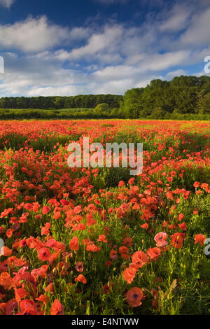 Champ de coquelicots près du village de Worlaby dans le Nord du Lincolnshire, au Royaume-Uni. Juin 2014. Banque D'Images