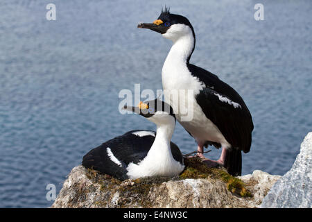 Homme et femme blue-eyed shag antarctique au nid dans la colonie Banque D'Images