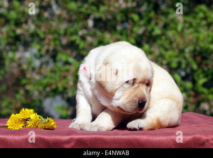 Heureux nouveau-né du labrador chiot jaune au printemps de pissenlits Banque D'Images