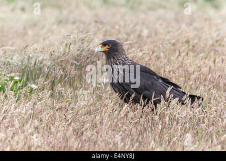 Caracara strié Banque D'Images