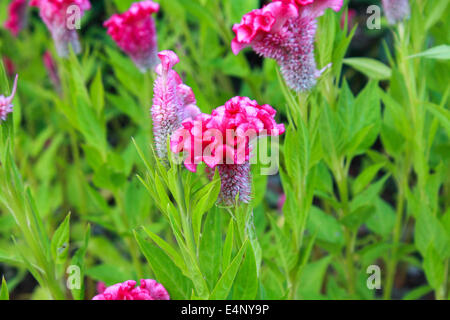 Cockscomb fleur ou plante fleur de laine chinois dans un parc Banque D'Images