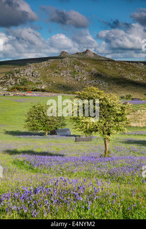 Vue de de Haytor Holwell pelouses à Dartmoor avec jacinthes en premier plan Banque D'Images