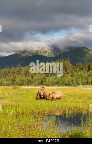 L'ours grizzli et cub le pâturage en espace ouvert avec les montagnes au loin Banque D'Images