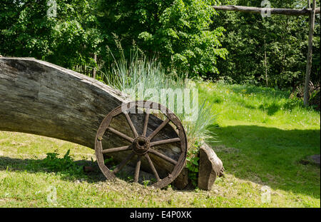 Grand vieux allongé sur une tige d'herbe vert clair croissant suivant repos carex ancienne en bois de la roue du chariot Banque D'Images