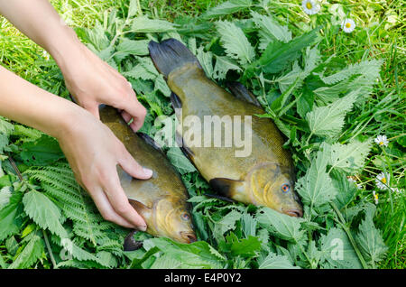 Met la main sur l'ortie belle grosse tanche brillant à côté d'autres poissons Banque D'Images