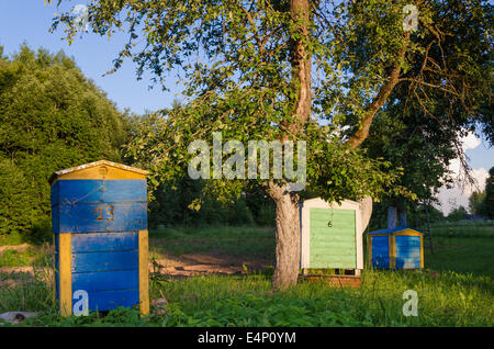 Trois fours en bois peint allumé soleil du soir dans le jardin Banque D'Images