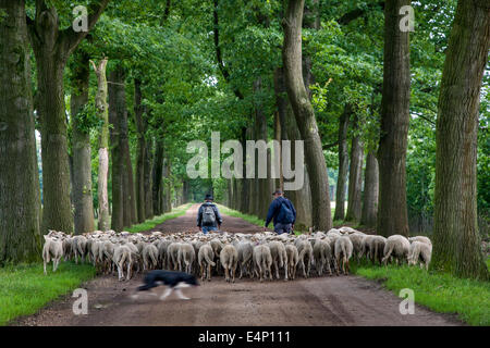 Deux bergers avec élevage de berger troupeau de moutons blancs le long lane bordée d'arbres Banque D'Images