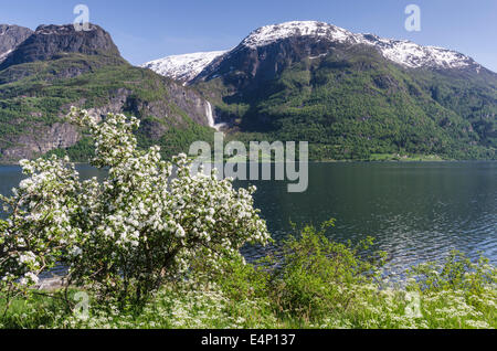 Apfelbluete, Lustrafjorden, lustre, Sogn og Fjordane Fylke, Norwegen Banque D'Images