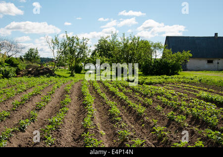 Sillons fraîchement labourés de jeunes pommes de terre vert dans le jardin Banque D'Images