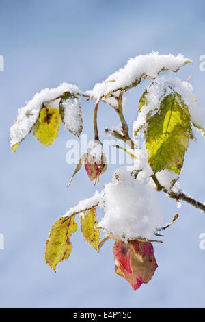 Close up of rose fleurs couvertes de neige en hiver Banque D'Images