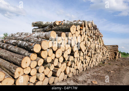 Piles à combustible bois et grumes de bouleau près de la forêt et ciel nuageux fond de ciel bleu. Banque D'Images