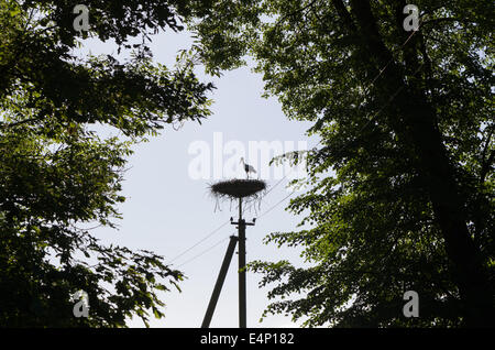 Cigogne noire Silhouette oiseau dans nid sur poteau électrique entouré par des branches d'arbre. Banque D'Images