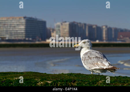 European Herring Gull (Larus argentatus) avec plumes humides reposant le long de la côte de la mer du Nord Banque D'Images