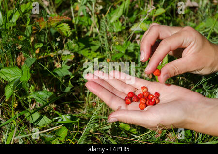 De gros plan femme fille mains rassembler choisir fraise sauvage de la forêt de palm pré. Banque D'Images