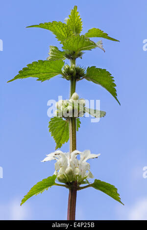 White deadnettle (Lamium album) en fleurs sur fond de ciel bleu Banque D'Images