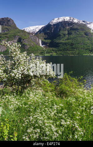 Apfelbluete, Lustrafjorden, lustre, Sogn og Fjordane Fylke, Norwegen Banque D'Images