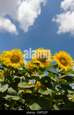 Tournesols sur terre florissante près de Malle, Indre-et-Loire, France. Sunflower plants sont cultivés dans des fermes de tournesol pour leurs graines. Huile de tournesol raffinée est comestible, le tournesol possède 39 à 49 % d'huile dans la graine. Tournesol représente environ 14  % de la production mondiale d'huiles de graines (6,9 millions de tonnes en 1985-1986) et environ 7 % de la farine et des tourteaux produits à partir d'oléagineux. L'huile de tournesol est généralement considéré comme une huile de qualité supérieure en raison de sa couleur claire, haut niveau d'acides gras non saturés et de l'absence de l'acide linolénique, saveur de fumée élevé bland et points. Banque D'Images