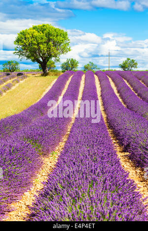 Champ de lavande avec arbre en Provence, France Banque D'Images