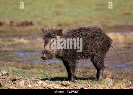 Wildschwein kommt aus der Suhle Banque D'Images