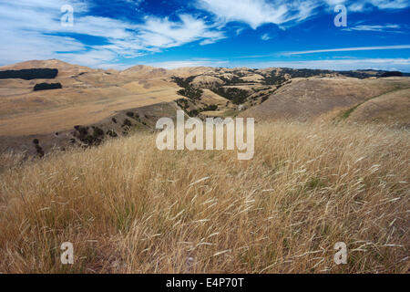 Collines sans arbres à Cape Kidnappers Banque D'Images