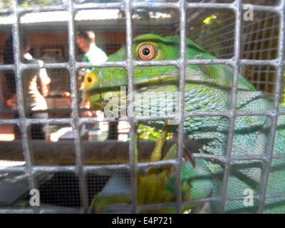 Disparition bagués fidjien iguana (Brachylophus fasciatus) sauvé de passeurs et d'être élevés en captivité sur la Côte de Corail, Banque D'Images