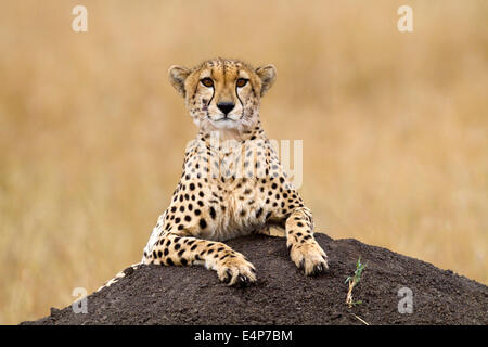 Termitenhügel lruhend Gepard auf Masai Mara, Kenya Banque D'Images