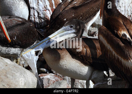 Les jeunes pelican (Pelecanus thagus péruvien) avec un bec plein de sac de plastique, Arica, Chili Banque D'Images