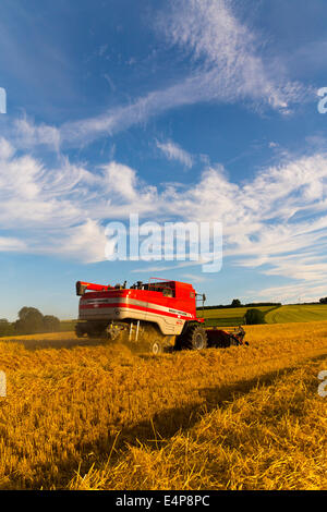 Skeeby, nr Richmond, North Yorkshire, UK. 15 juillet, 2014. La récolte d'été ayant lieu sous un ciel bleu du soir à Skeeby Nr Richmond North Yorkshire UK sur St Swithin's Day 15 juillet 2014. Credit : Andy Lovell/Alamy Live News Banque D'Images