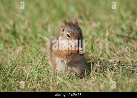 Un mignon, bébé écureuil roux (Tamiasciurus hudsonicus) sur une pelouse ensoleillée. Edmonton, Alberta, Canada Banque D'Images